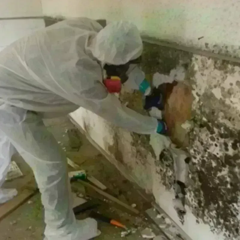 Mold Remediation and Removal in Kensett, AR